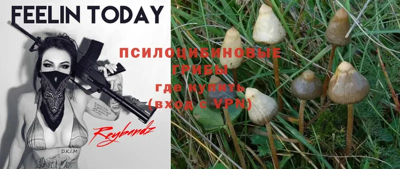 Галлюциногенные грибы Magic Shrooms Анадырь